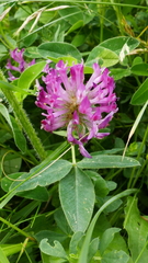 Trifolium medium