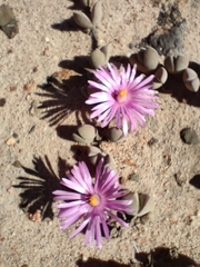 Braunsia maximilianii
