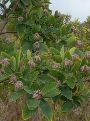 Dais cotinifolia