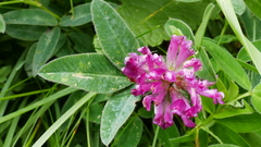 Trifolium medium
