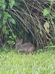 Sylvilagus palustris