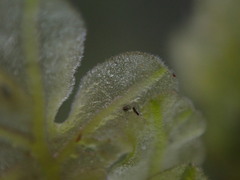 Metzgeria pubescens