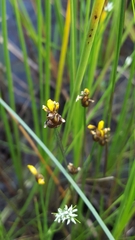 Xyris montana