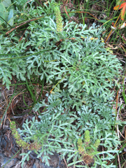 Ambrosia chamissonis