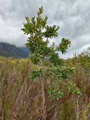 Dais cotinifolia