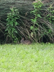 Sylvilagus palustris