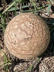 Calvatia craniiformis