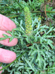 Ambrosia chamissonis