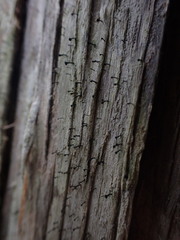 Caliciaceae