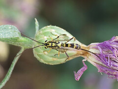 Syzeuctus tigris