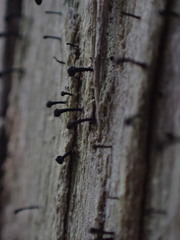 Caliciaceae