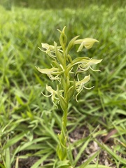 Habenaria novemfida