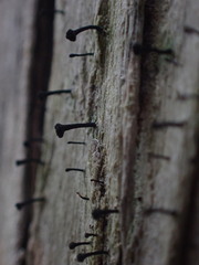 Caliciaceae