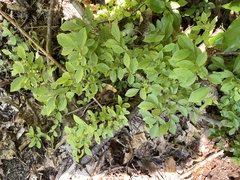Vaccinium pallidum
