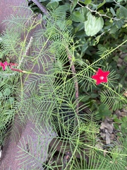 Ipomoea quamoclit