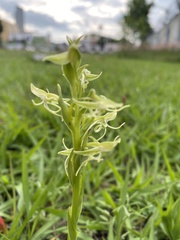 Habenaria novemfida