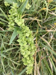 Atriplex sagittata