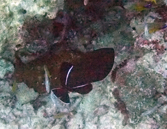 Melichthys indicus