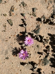 Braunsia maximilianii