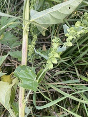 Atriplex sagittata