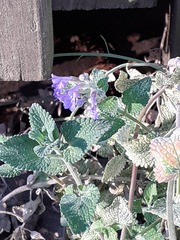 Nepeta racemosa