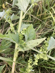 Atriplex sagittata