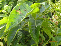 Heliotropium verdcourtii