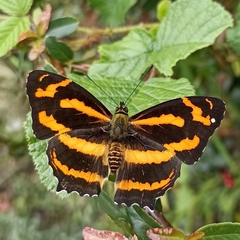 Symbrenthia niphanda