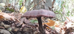 Ganoderma lucidum