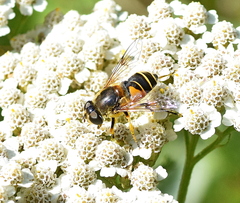 Eristalis horticola