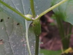 Neolasioptera eupatorii