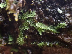 Douinia ovata