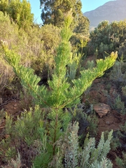 Hakea drupacea