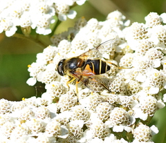 Eristalis horticola