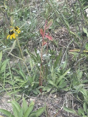 Rudbeckia missouriensis