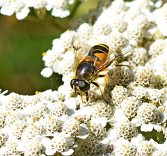 Eristalis horticola