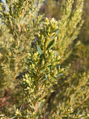 Leucadendron rubrum