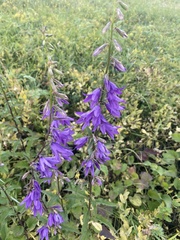 Campanula rapunculoides