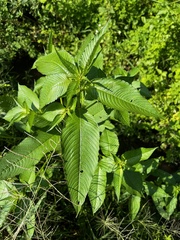 Ludwigia hyssopifolia