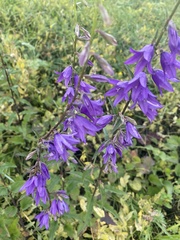Campanula rapunculoides
