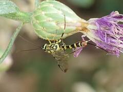 Syzeuctus tigris