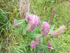 Trifolium rubens