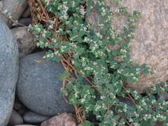 Euphorbia albomarginata