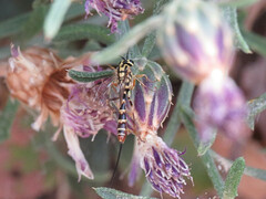 Syzeuctus tigris