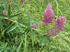Trifolium rubens