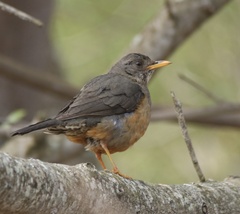 Turdus olivaceus olivaceus