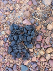 Hystrix africaeaustralis