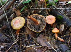 Chroogomphus rutilus