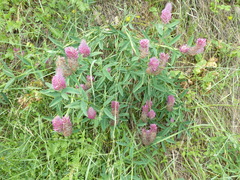Trifolium rubens