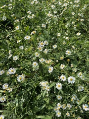 Boltonia asteroides